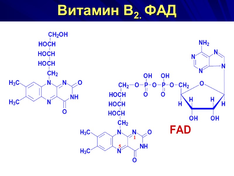 Витамин В2. ФАД Витамин В2. ФАД